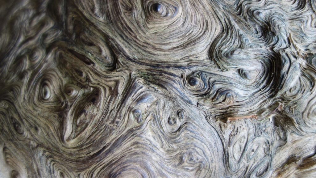 What is a Wood Burl  : Unraveling the Enigmatic Beauty